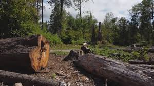 Best Commercial Tree Services  in North Pearsall, TX