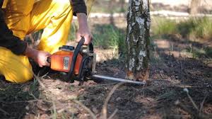 Best Emergency Tree Removal  in North Pearsall, TX