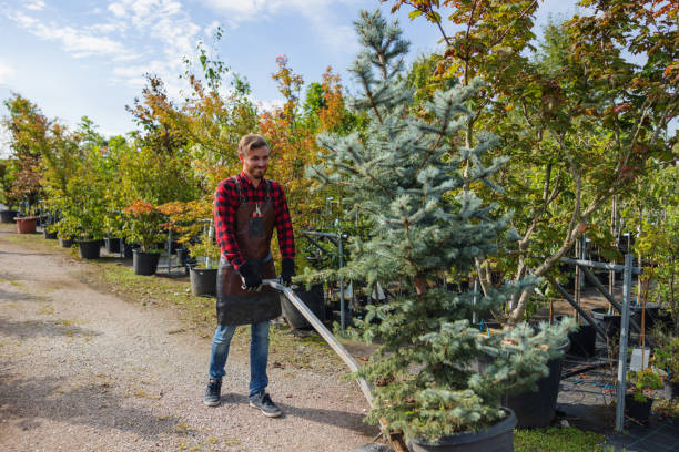 How Our Tree Care Process Works  in  North Pearsall, TX