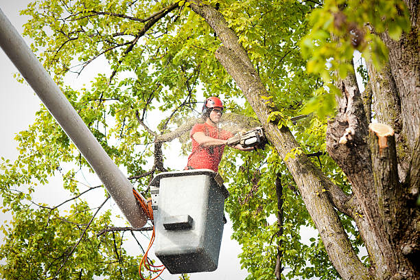 Best Hazardous Tree Removal  in North Pearsall, TX